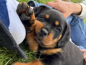 Photo - 1-3 months Male Purebred Rottweiler
