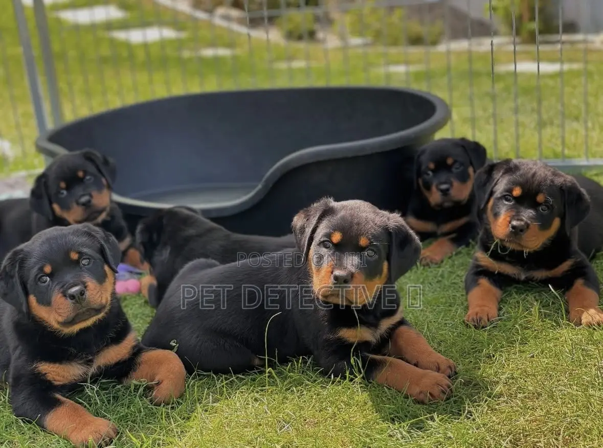 1-3 months Male Purebred Rottweiler