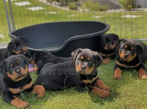 1-3 months Male Purebred Rottweiler