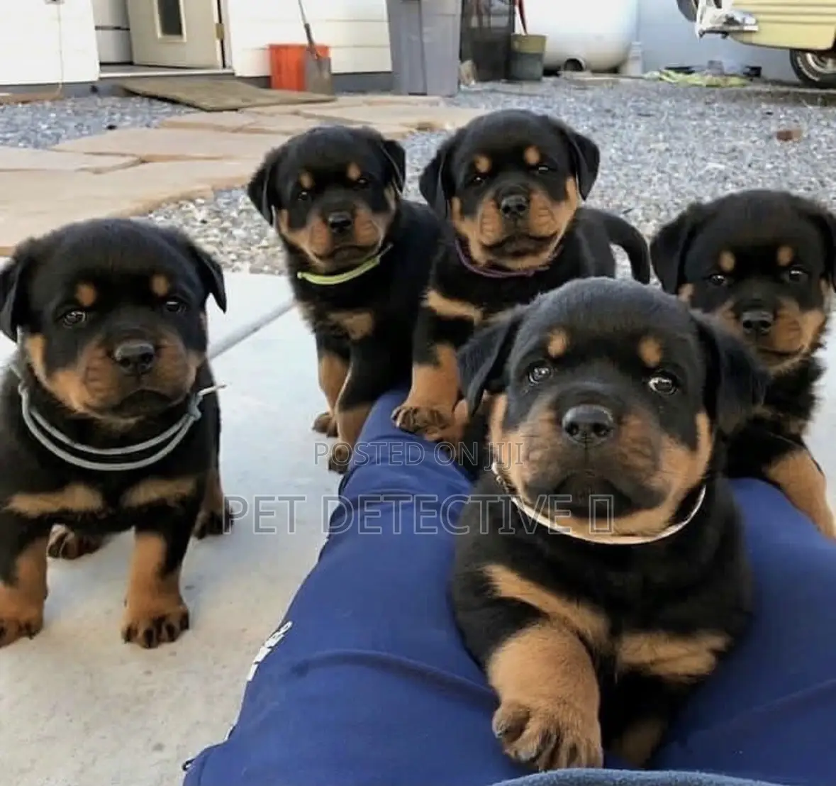 1-3 months Male Purebred Rottweiler