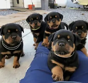 Photo - 1-3 months Male Purebred Rottweiler