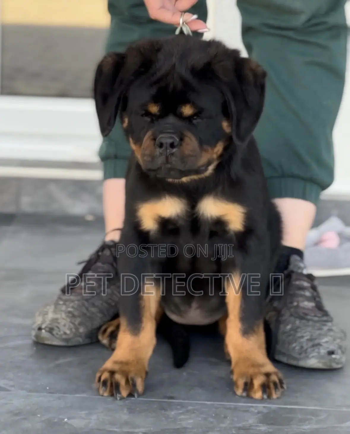 1-3 months Male Purebred Rottweiler