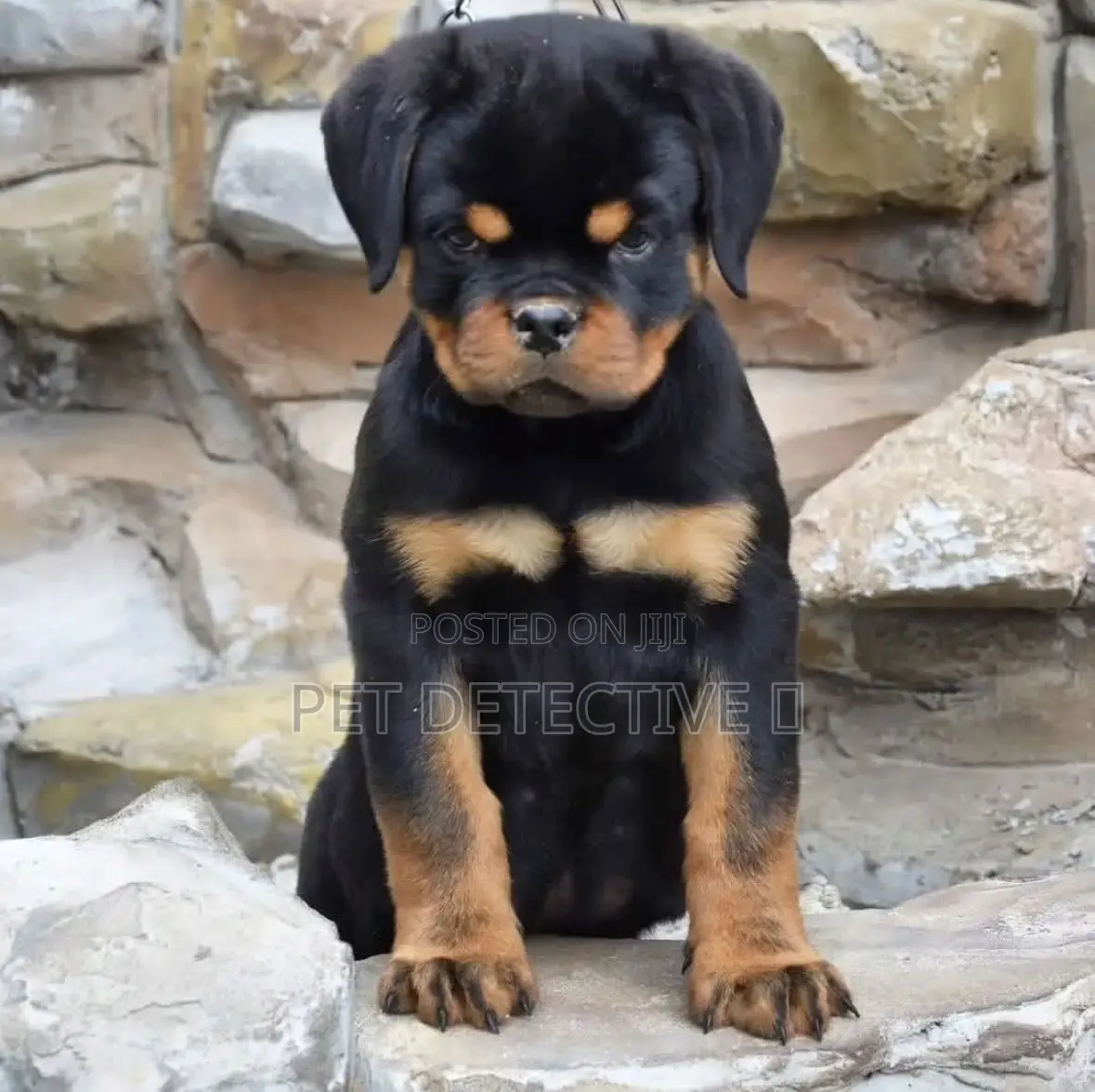 1-3 months Male Purebred Rottweiler