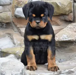 1-3 months Male Purebred Rottweiler