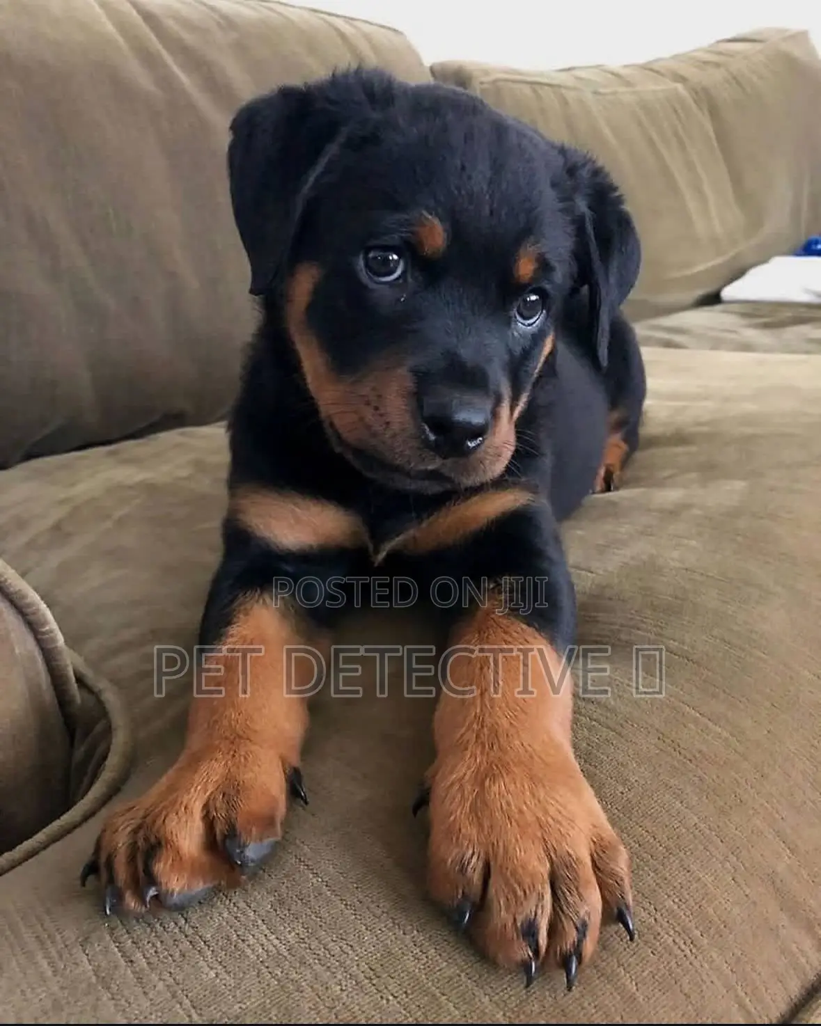 1-3 months Male Purebred Rottweiler