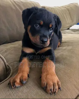 1-3 months Male Purebred Rottweiler