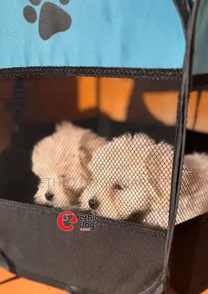 0-1 month Female Purebred Maltese