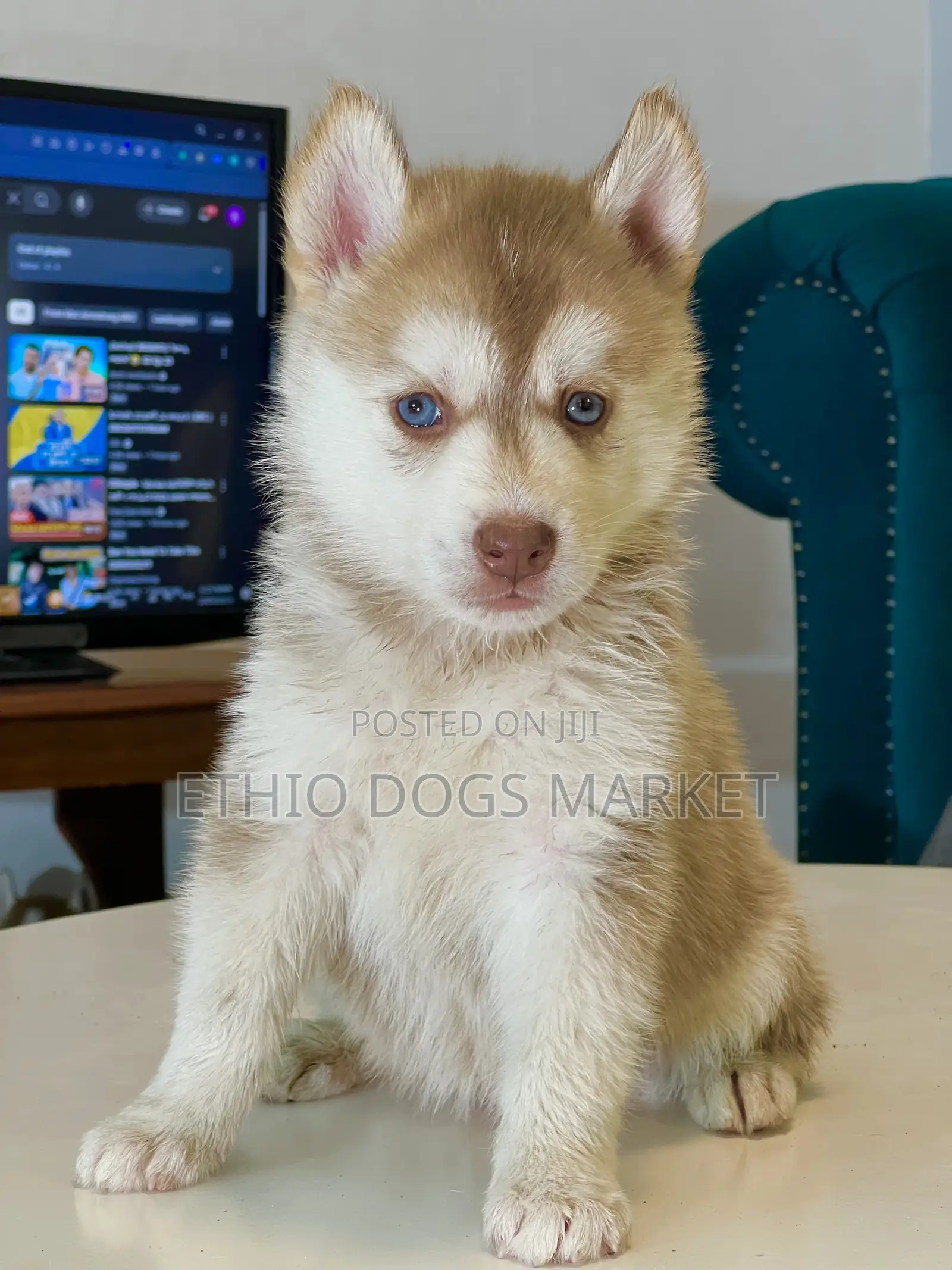 1-3 months Male Purebred Siberian Husky
