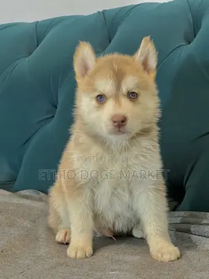 1-3 months Male Purebred Siberian Husky