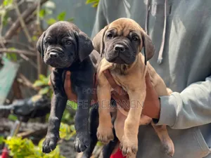 Photo - 1-3 months Male Purebred Bullmastiff