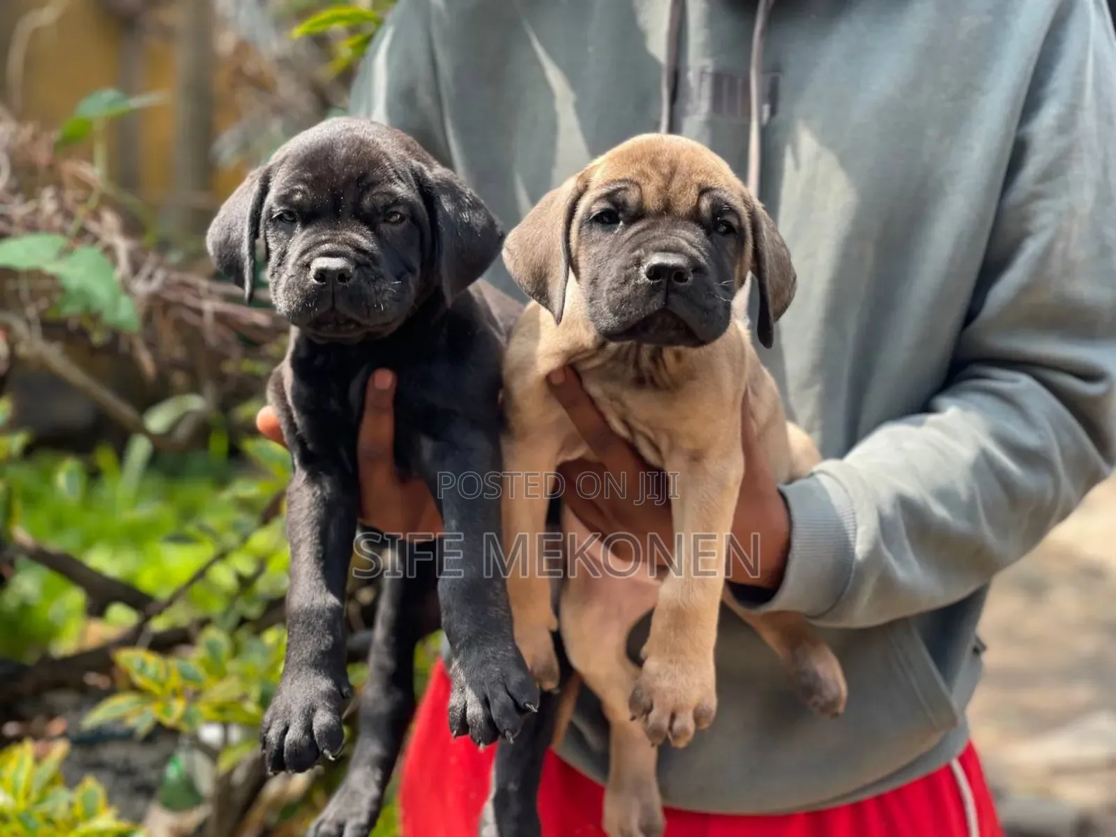 1-3 months Male Purebred Bullmastiff