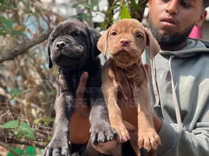 1-3 months Male Purebred Bullmastiff