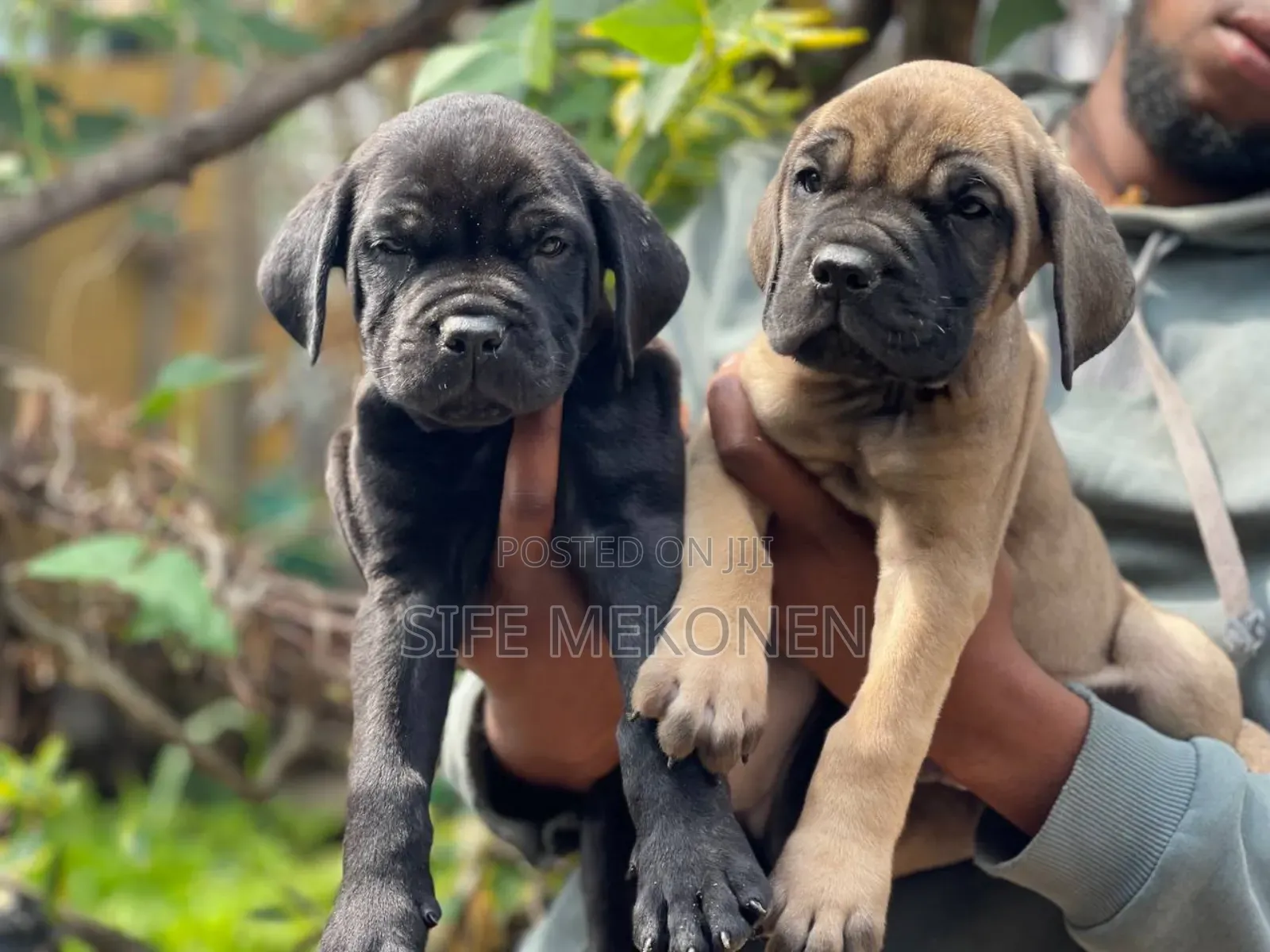 1-3 months Male Purebred Bullmastiff