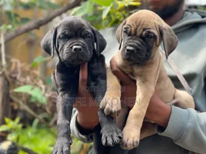 1-3 months Male Purebred Bullmastiff