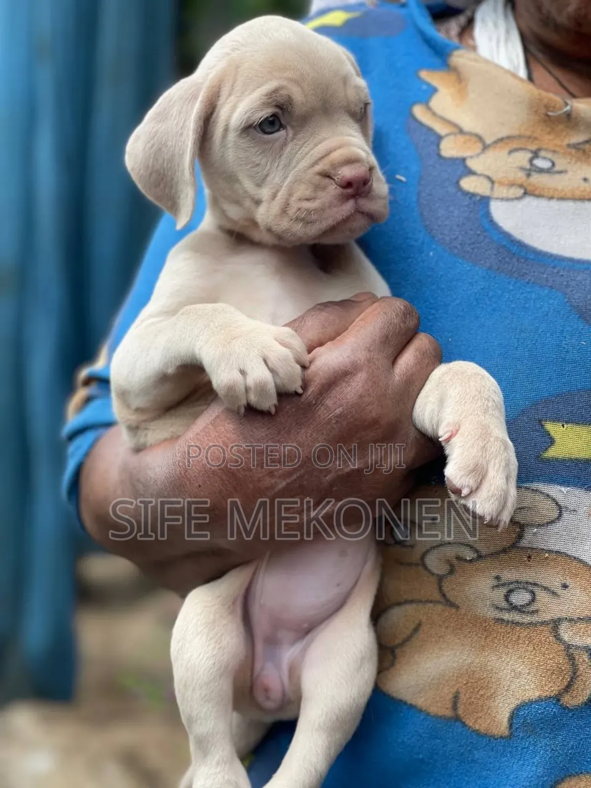1-3 months Male Purebred Bullmastiff