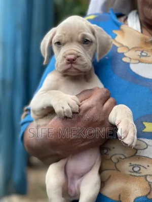 Photo - 1-3 months Male Purebred Bullmastiff