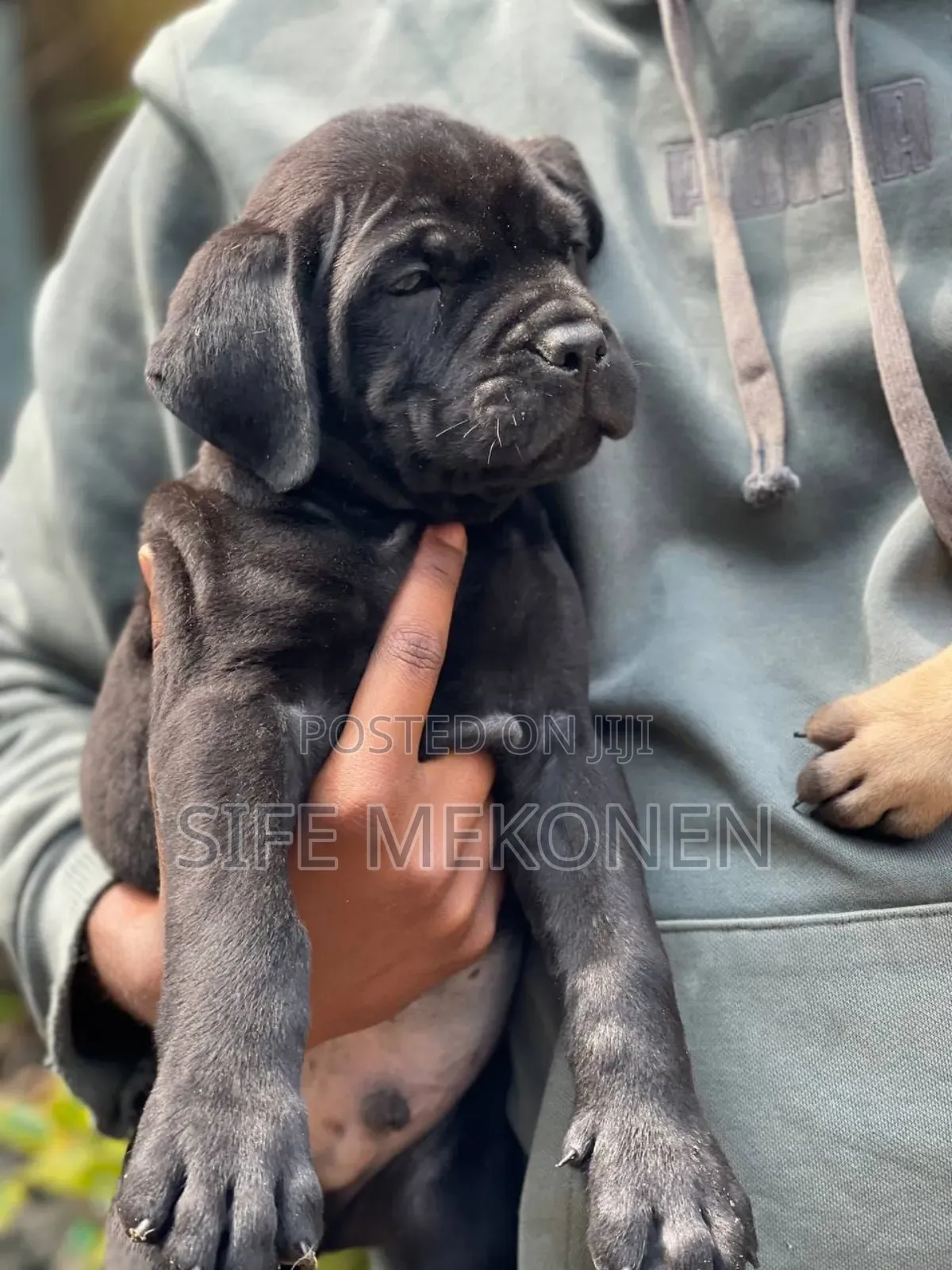1-3 months Male Purebred Bullmastiff