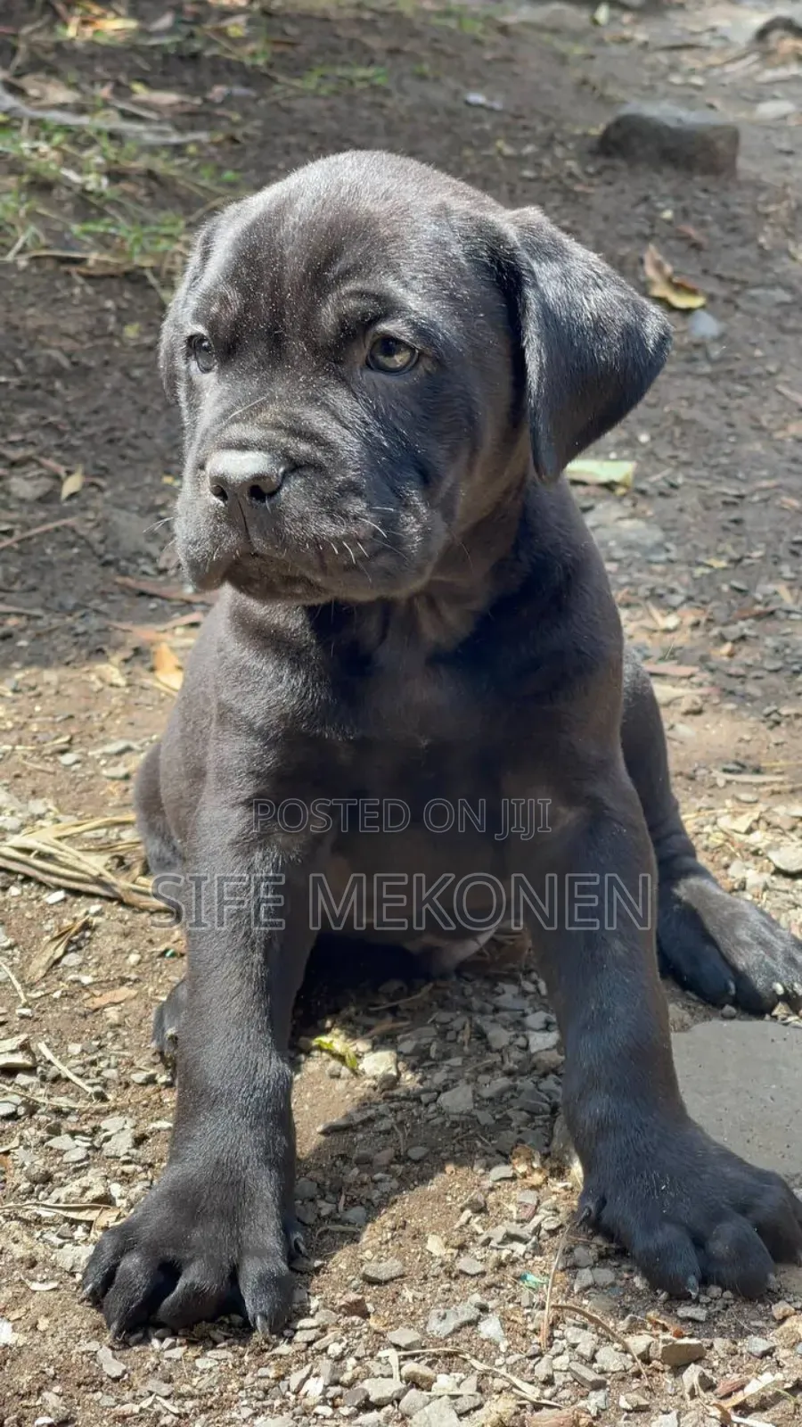 1-3 months Male Purebred Bullmastiff