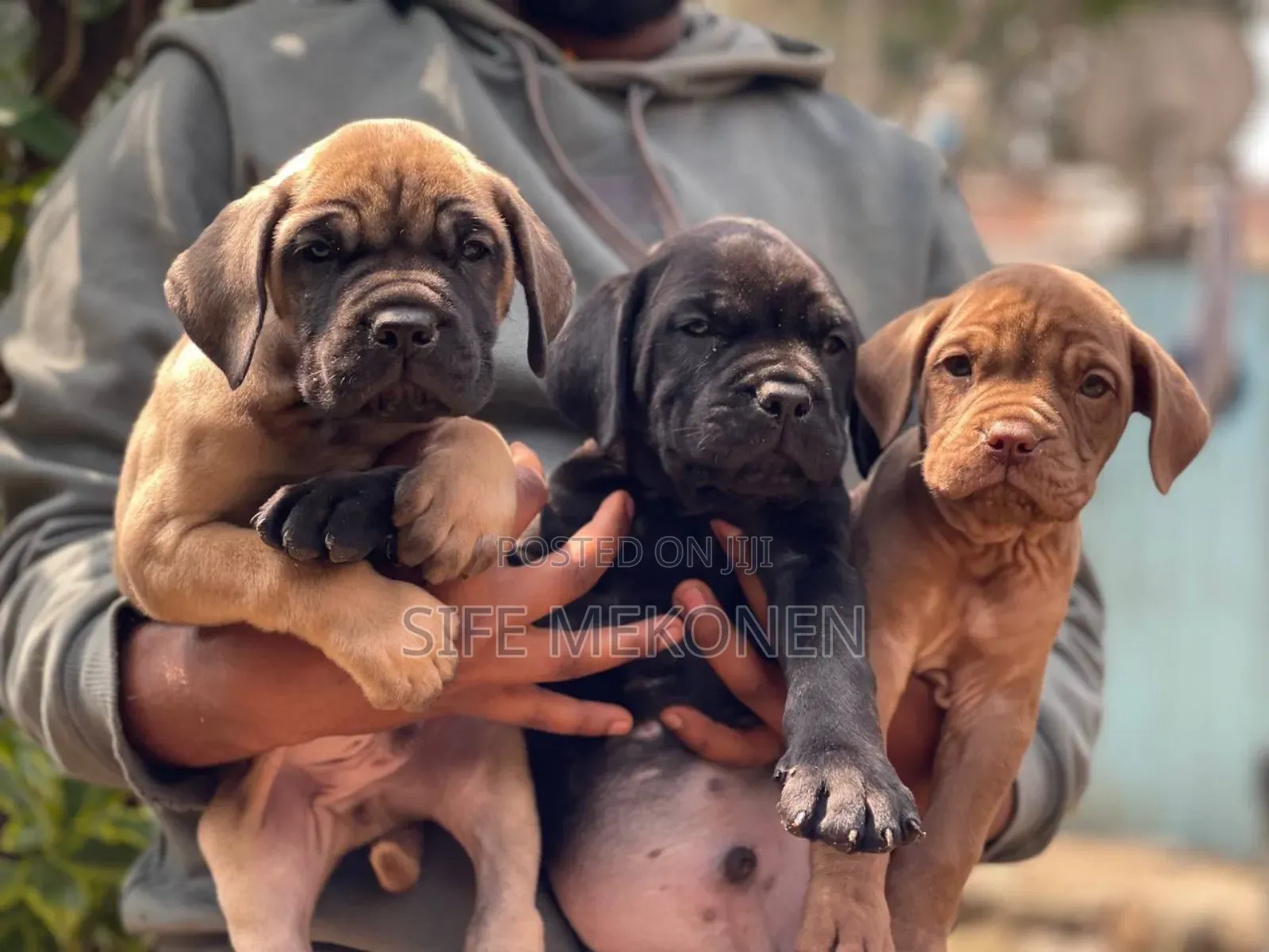 1-3 months Male Purebred Bullmastiff