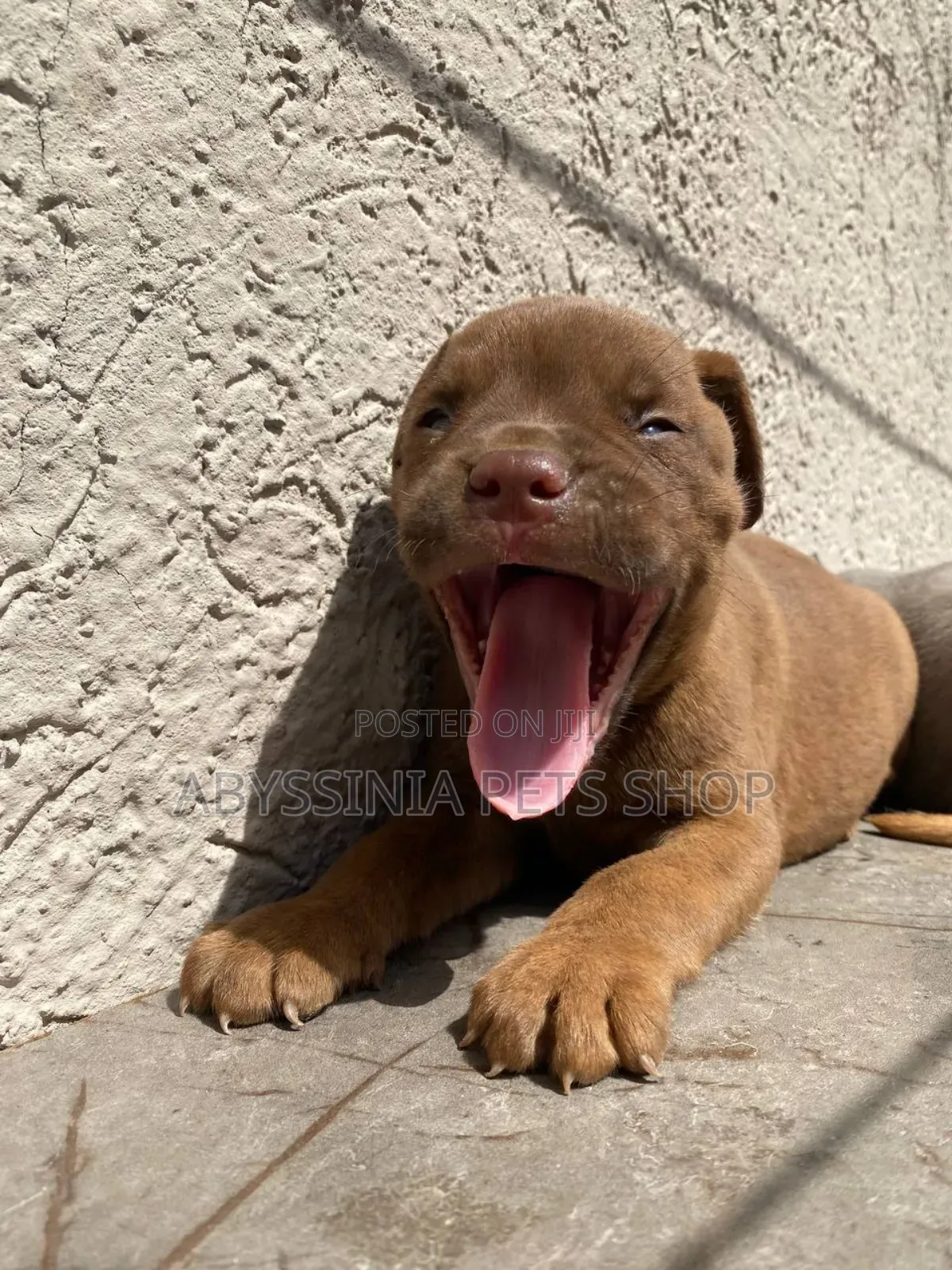 1-3 months Male Purebred American Pit Bull Terrier