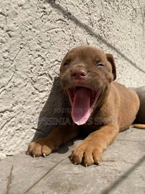 Photo - 1-3 months Male Purebred American Pit Bull Terrier