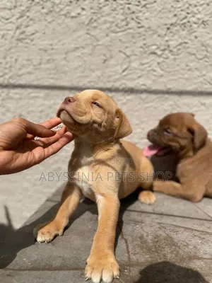 1-3 months Male Purebred American Pit Bull Terrier