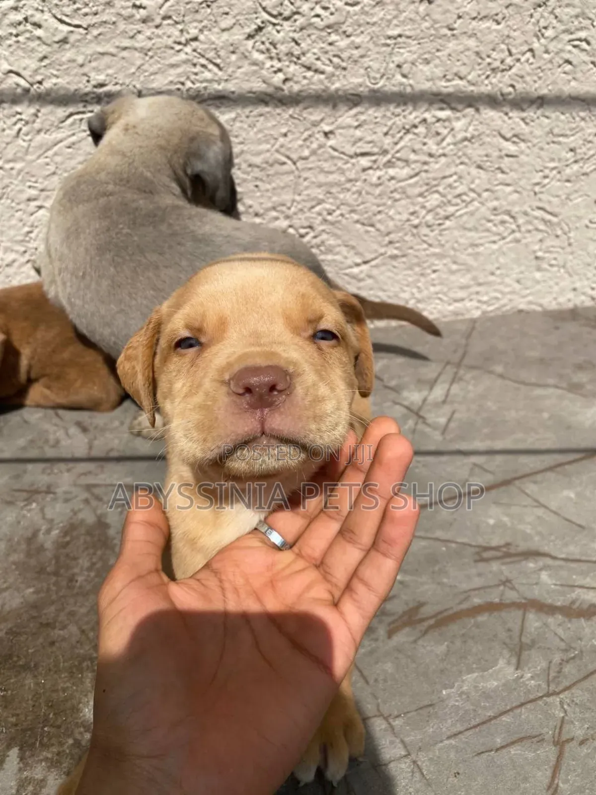 1-3 months Male Purebred American Pit Bull Terrier