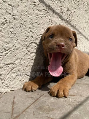 1-3 months Male Purebred American Pit Bull Terrier