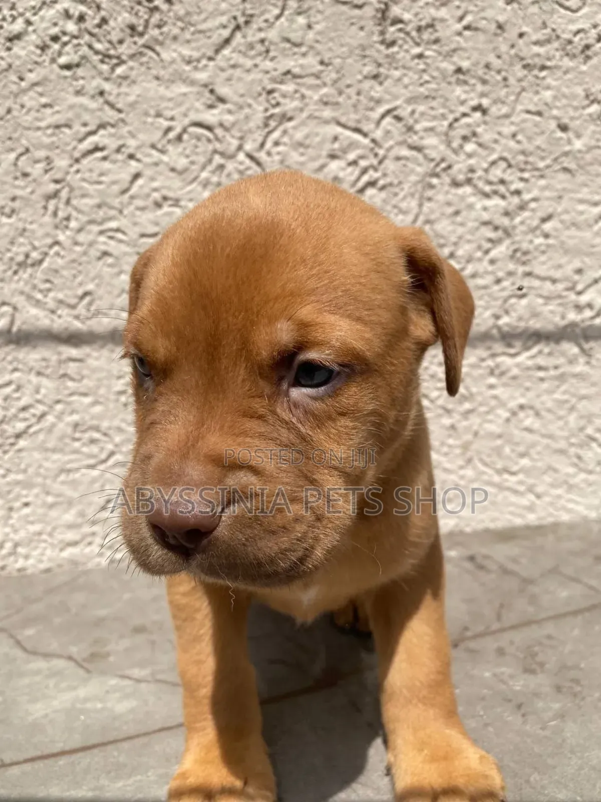1-3 months Male Purebred American Pit Bull Terrier