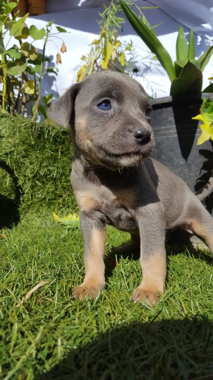 1-3 months Male Purebred American Pit Bull Terrier
