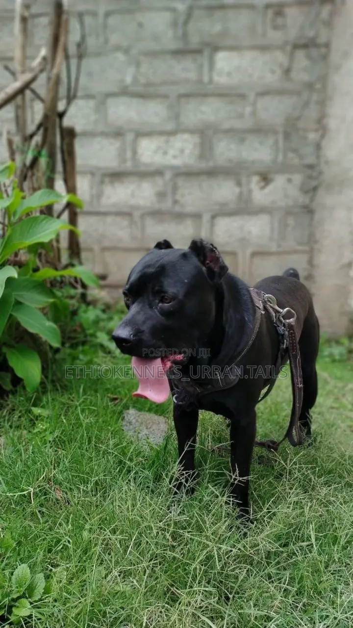 1-3 months Male Purebred American Pit Bull Terrier