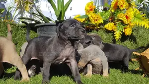 1-3 months Male Purebred American Pit Bull Terrier