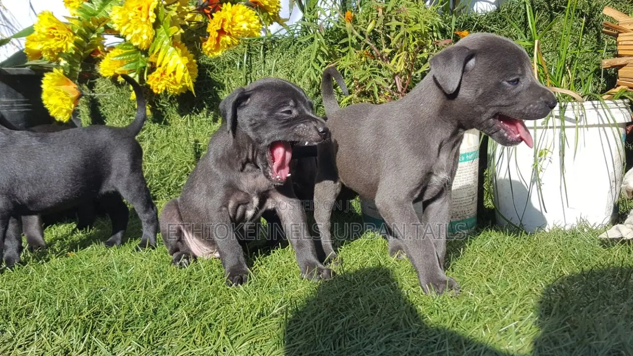 1-3 months Male Purebred American Pit Bull Terrier