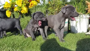 1-3 months Male Purebred American Pit Bull Terrier