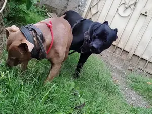 1-3 months Male Purebred American Pit Bull Terrier