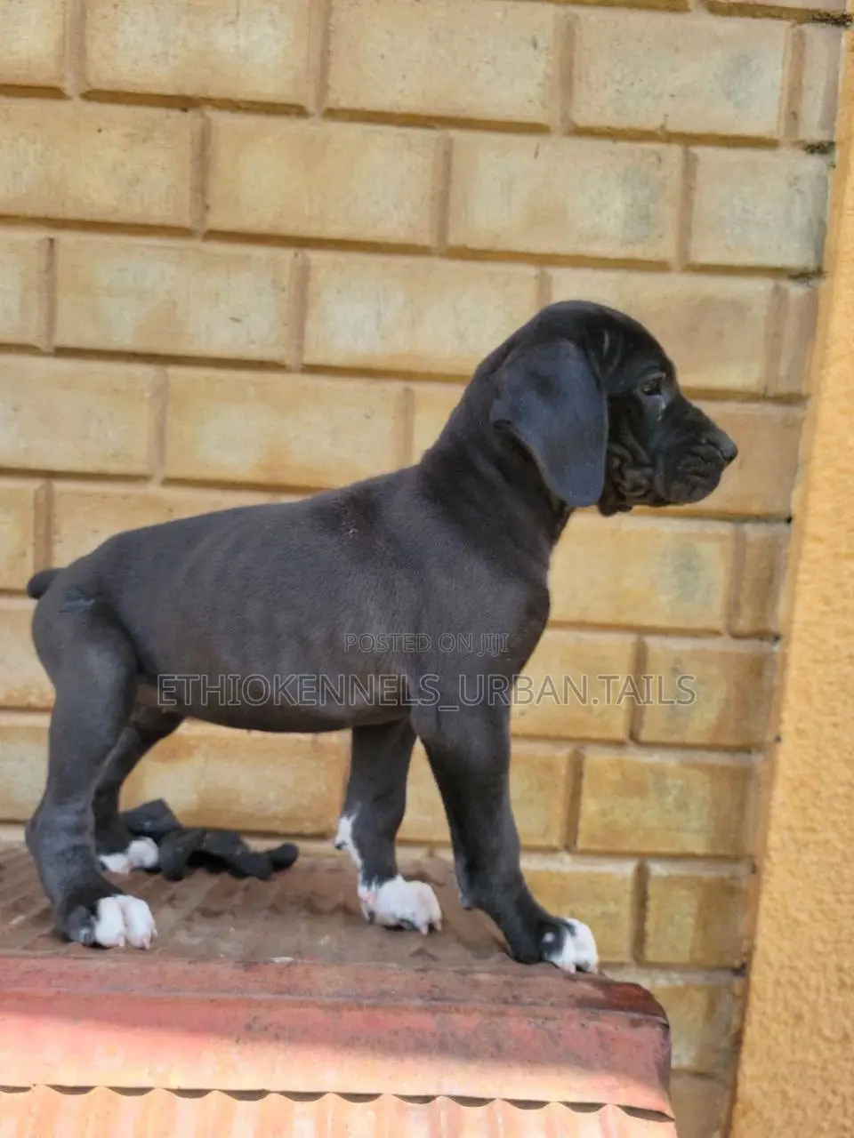 1-3 months Male Purebred Great Dane