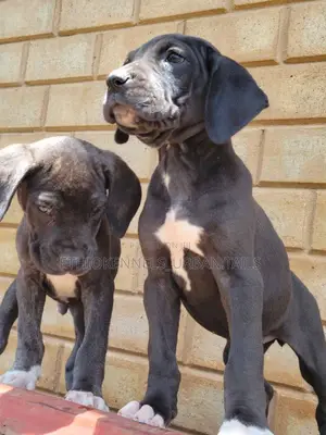 1-3 months Male Purebred Great Dane