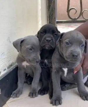 Photo - 1-3 months Male Purebred American Pit Bull Terrier
