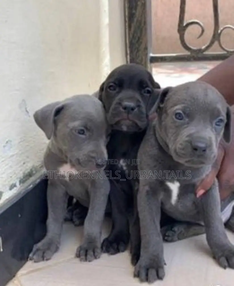1-3 months Male Purebred American Pit Bull Terrier