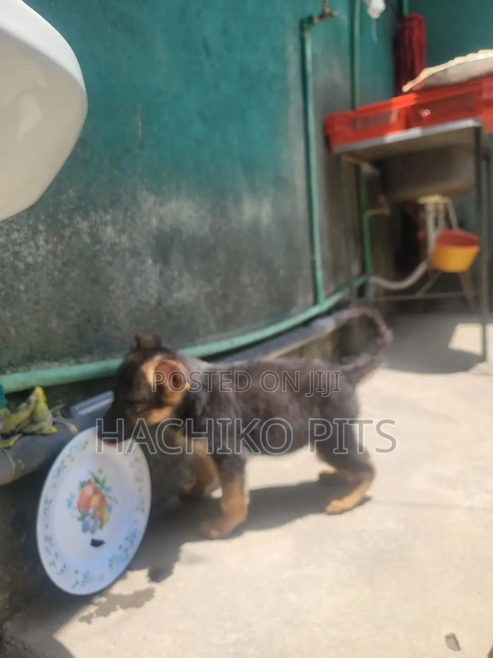 1-3 months Male Purebred German Shepherd