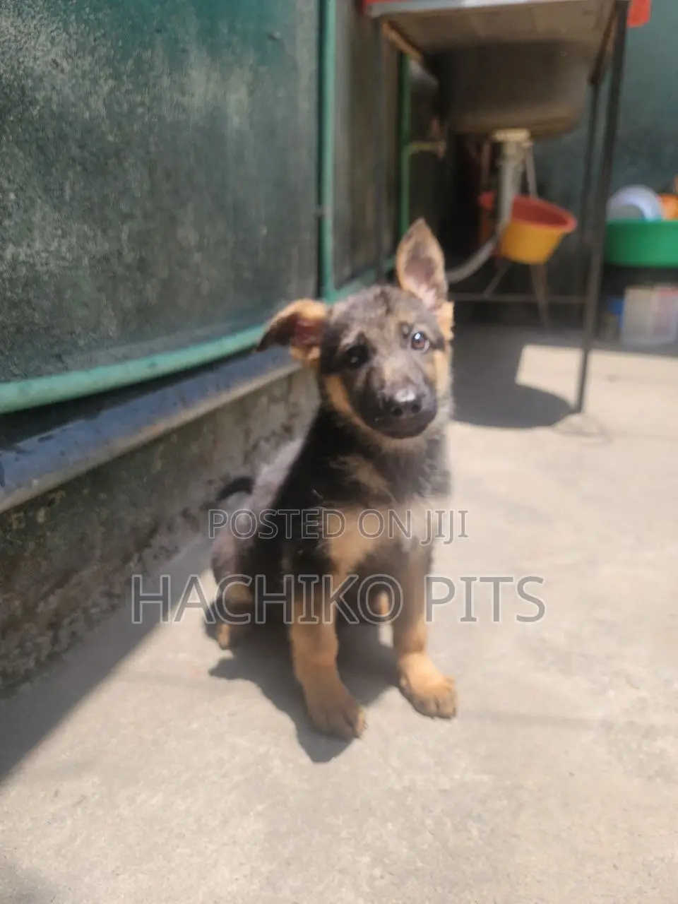 1-3 months Male Purebred German Shepherd