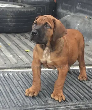 Photo - 1-3 months Male Purebred Boerboel