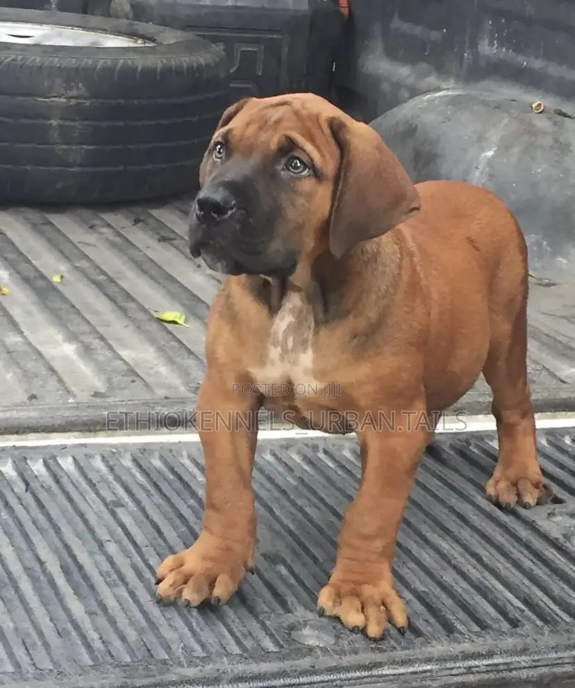 1-3 months Male Purebred Boerboel