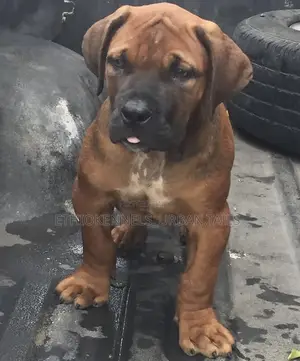 1-3 months Male Purebred Boerboel