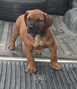 1-3 months Male Purebred Boerboel