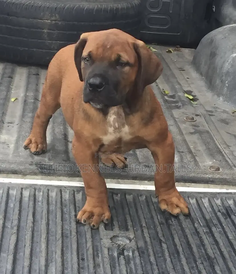 1-3 months Male Purebred Boerboel