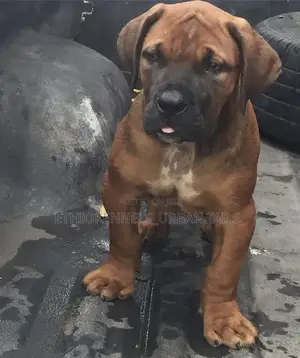 1-3 months Male Purebred Boerboel