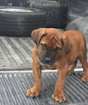 1-3 months Male Purebred Boerboel