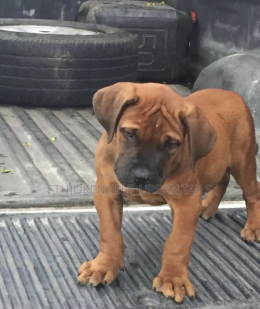 1-3 months Male Purebred Boerboel