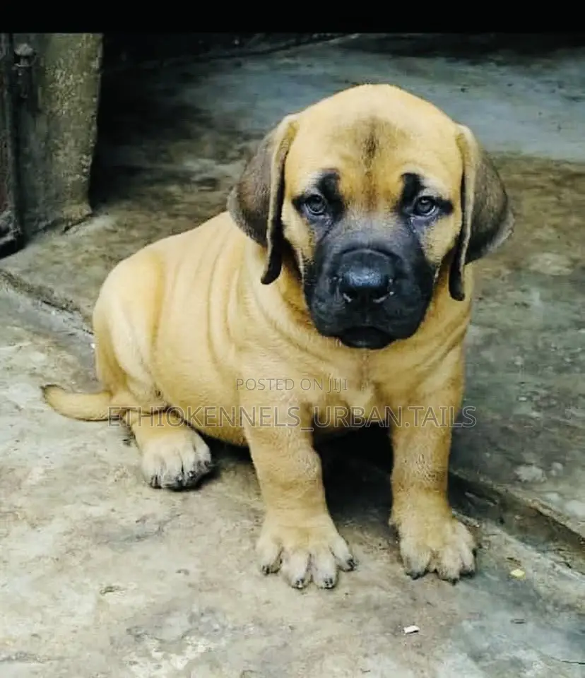 1-3 months Male Purebred Boerboel